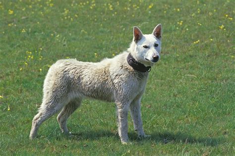 A Guide To 8 Japanese Dog Breeds Trusted Since 1922