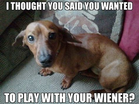 Wiener Dog Meme Face Memestund