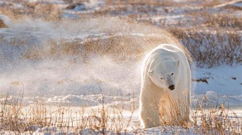 Polar Bear In Hudson Bay Canada Peapix