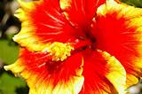 Check spelling or type a new query. Types of Hibiscus Flowers | Garden Guides