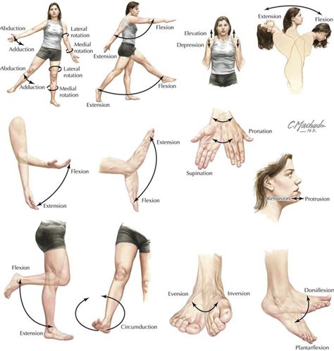 Anatomical Movements Medical Anatomy Human Body Anatomy Muscle Anatomy