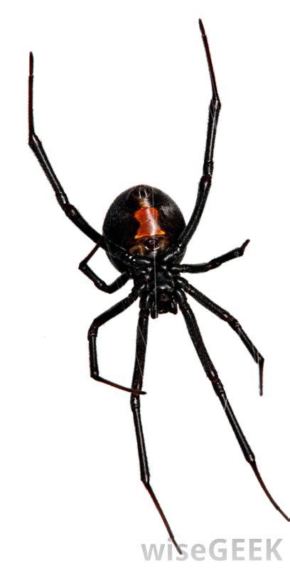 The reason they're even around you and your home is remember, a black widow's venom is meant for their insect meals, not for you. What are the World's Deadliest Spiders? (with pictures)