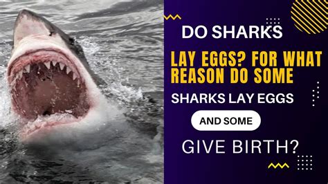Do Sharks Lay Eggs For What Reason Do Some Sharks Lay Eggs And Some Give Birth YouTube