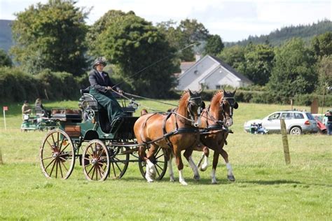 Carriage Driving Horse Sport Ireland