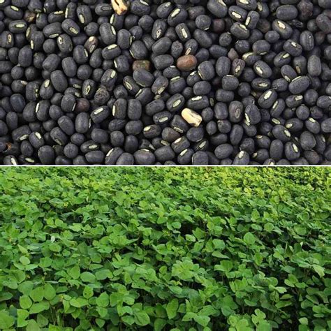 Black Gram Cultivation Income (Urad Dal) - A Full Guide ...
