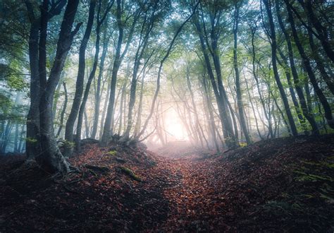 Beautiful Mystical Forest In Fog Stock Photo Containing Forest And Tree