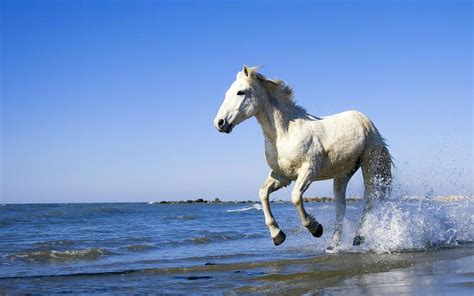 White Horse Running Through Sea All Best Desktop Wallpapers