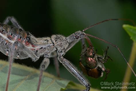 Wheel Bug Arilus Cristatus Predating On A Japanese Beetle Mark