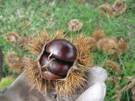 The spiky clusters are actually balls of fruit with tiny seeds inside that birds and squirrels snack on. Foodie Excursion: Pick Your Own Chestnuts @ Chestnut ...