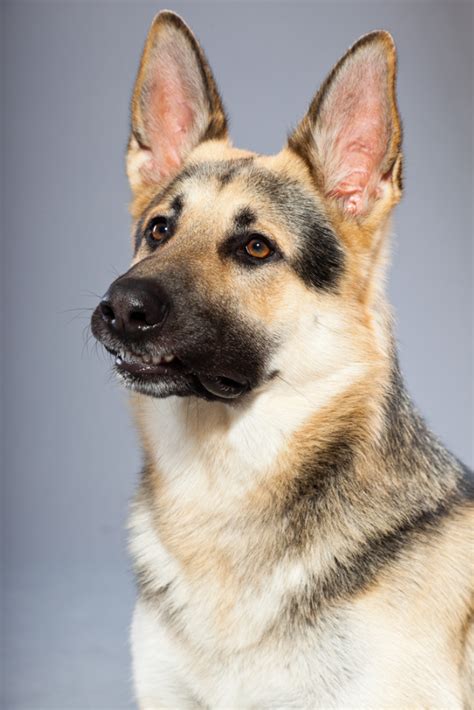 Check spelling or type a new query. Beautiful german shepherd dog isolated on grey background ...