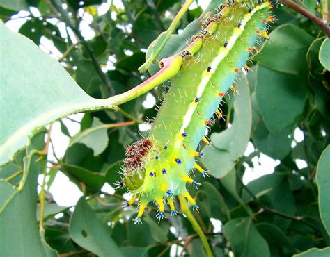 Amazing Caterpillars : Weird, Beautiful, Colorful Caterpillars | Most