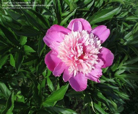 Plantfiles Pictures Chinese Peony Garden Peony Pink