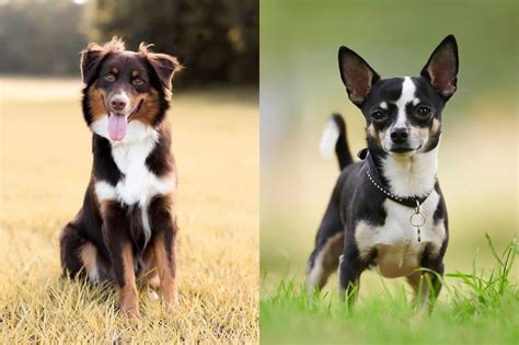 Aussie Chi Australian Shepherd And Chihuahua Mix Info Pictures Faqs