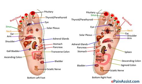 What Is Reflexology Or Zone Therapy And How Does It Work What Are Its