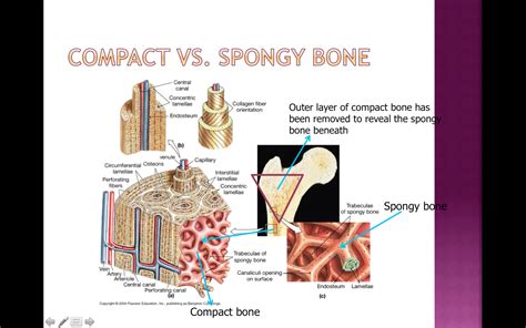 Blood vessels and nerves enter the bone through the nutrient foramen. A&P 1 - Unit 2 - The Skeletal System - Microscopic Structure Of Bones Flashcards by ProProfs