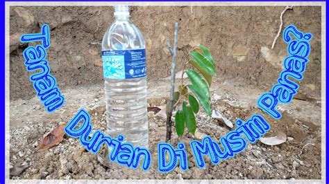 What does anak pokok mean in english? Tanam Anak Pokok Durian Di Musim Panas... Menjadi??? - YouTube