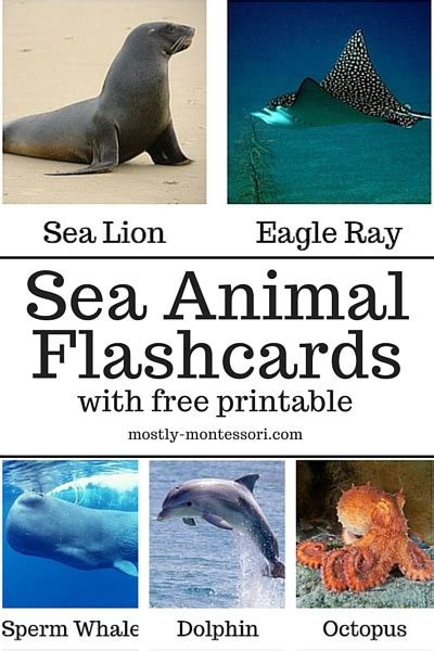 Sea Animal Flash Cards Free Printable — Mostly Montessori