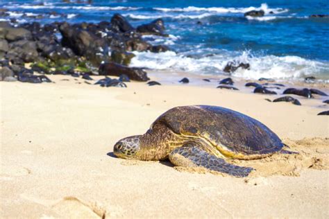 10 Places To See Turtles On Maui The Hawaii Vacation Guide
