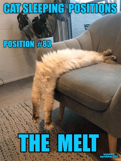 The Guide To Cat Sleeping Positions Funny Cute Cats Funny Cat Memes