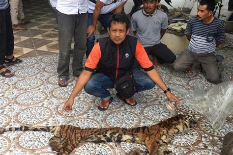 Perdagangan Kulit Harimau Sumatra Terkuak Harga Selembar Rp 80 Juta