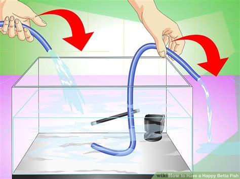 This is my red veiltail siamese fighter fish, he lives in a 90 litre planted tank with golden pencil fish and some baby balloon mollies. How to Have a Happy Betta Fish (with Pictures) - wikiHow