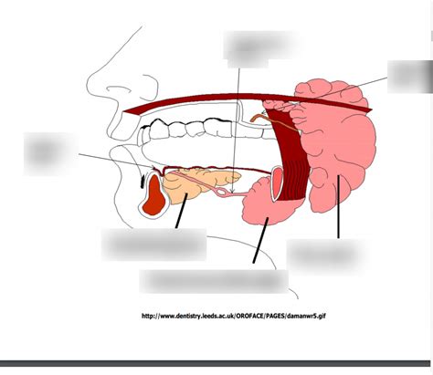 Salivary Glands Histology Diagram Quizlet Hot Sex Picture