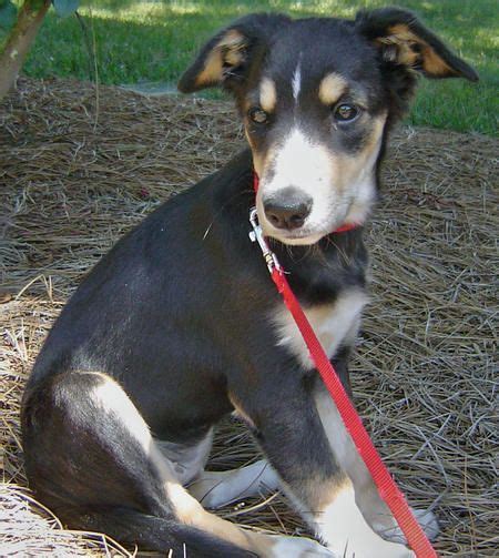 Great savings & free delivery / collection on many items. Lucy the Smooth Collie Mix | Cute puppies, Cute puppy ...