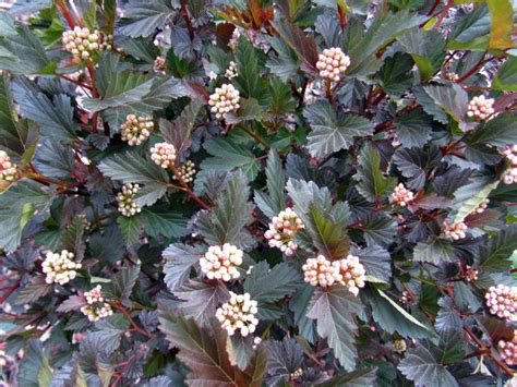 Skip to the end of the images gallery. Ninebark - TLC ShopTLC Shop