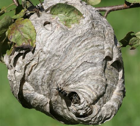 Types Of Wasps Nests