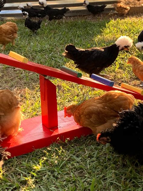 Chicken Playground See Saw In 2021 Pet Chickens Chicken Toys