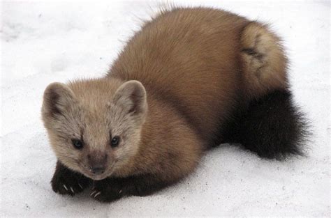 Sable Facts Distribution Habitat Life Cycle Pictures