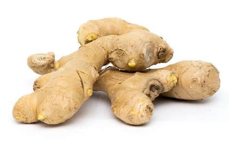 Ginger Scientific Name List And Info Scientific Name