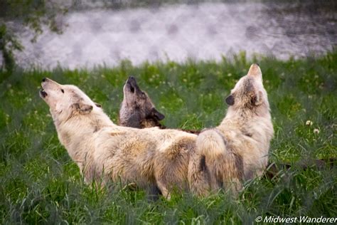 Howling With Wolves At Wolf Park