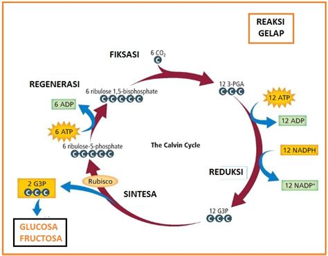 Perhatikan gambar diagram tingkat energi berikut ! Definisi, Tempat Berlangsung, Dan Tahap - Tahap ...