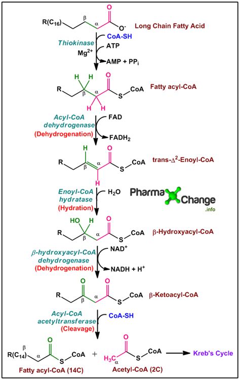 Beta Oxidation Of Fatty Acids Pathway