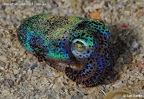 Sickbat These Are Variations Of Bobtail Squid