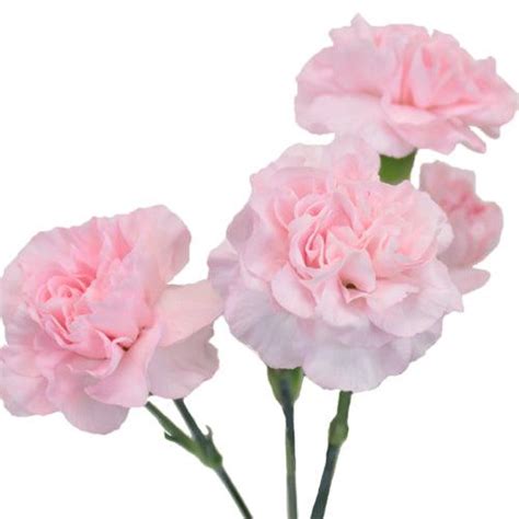 Light Pink Mini Carnations Wholesale Light Pink Carnations