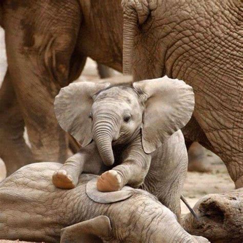 Estas Imágenes De Elefantes Bebés Te Van A Alegrar El Día Nexofin