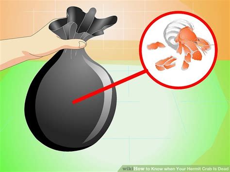 How do you know you're doing the right thing as far cacti care is concerned? 3 Ways to Know when Your Hermit Crab Is Dead - wikiHow