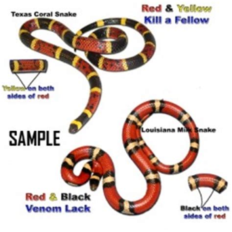 The scarlet king nose is always red and the eastern coral is always. snakes of the world - CORAL & MILK SNAKE