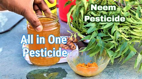 How To Make Organic Neem Pesticide At Home Best Natural Pesticide From Neem Leaves And