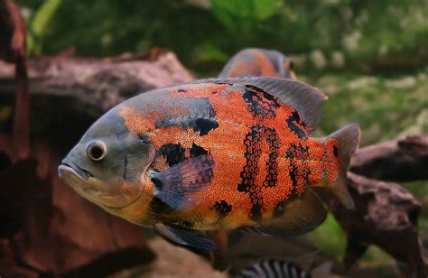 Oscar Fish Species Profile And Complete Care Guide