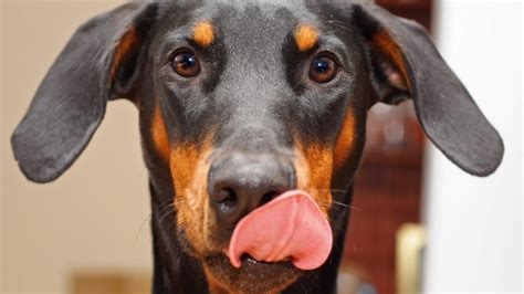 What Does It Mean When Dog Licks Their Lips