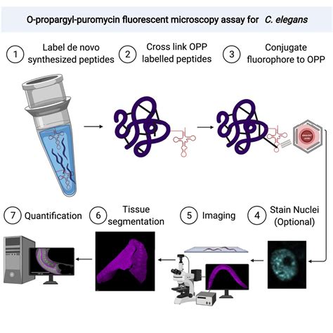 Quantification Of Tissue Specific Protein Translation In Whole C