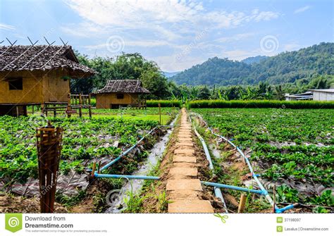 Thai Bamboo Hut With Old Way Stock Image Image Of Palm Landscape