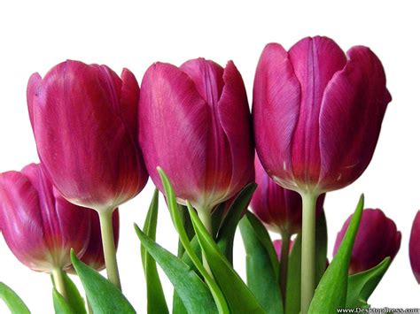 Desktop Wallpapers Flowers Backgrounds Dark Pink Tulipa Hybrid