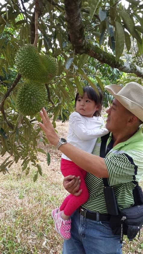 Tetty mengaku, ia telah menjual durian musang king sejak 2012. 7 Dusun Durian Terbaik di Malaysia Yang Anda Perlu Lawati ...
