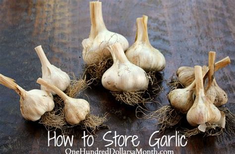 How to build a hinged hoophouse for a raised bed garden. How to Store Garlic - One Hundred Dollars a Month