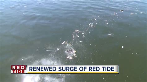 Red Tide Now Impacting Pinellas Co Intracoastal Youtube