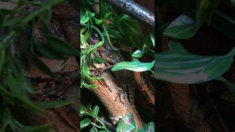 Maybe you would like to learn more about one of these? Adult mountain horned dragon - YouTube